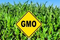 C:\Users\Wind7\Downloads\about-GMOs-food-farm-field.jpg
